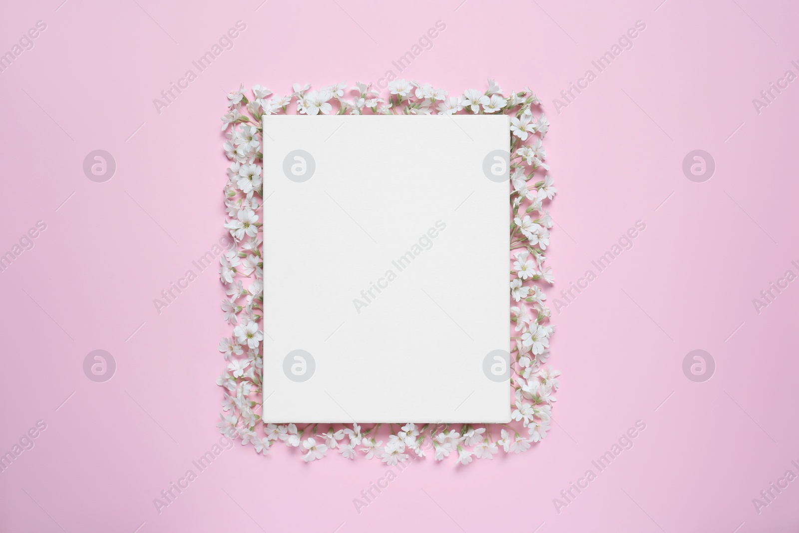 Photo of Blank canvas and beautiful white flowers on pink background, flat lay. Space for design