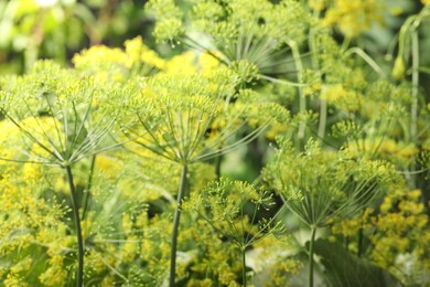 Photo of Fresh green dill flowers on blurred background, closeup