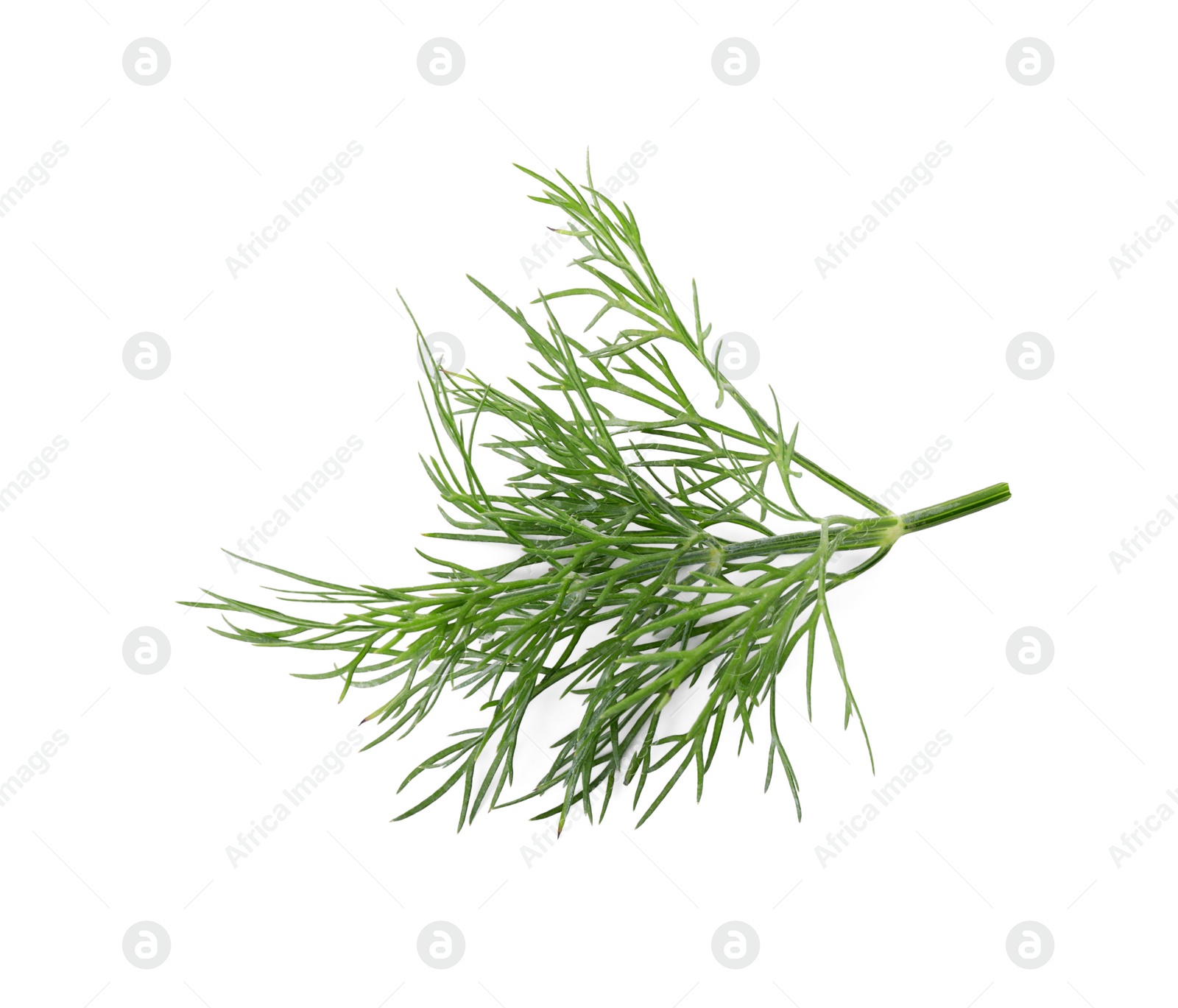 Photo of Sprig of fresh dill isolated on white