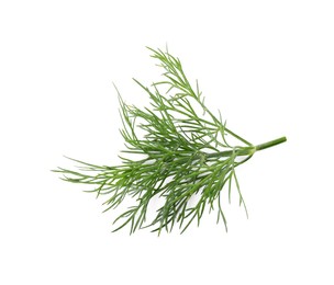 Sprig of fresh dill isolated on white