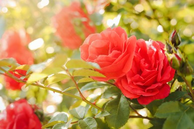Photo of Beautiful blooming red roses on bush outdoors, closeup