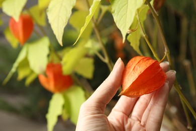 Photo of Woman taking ripe physalis from bush, closeup