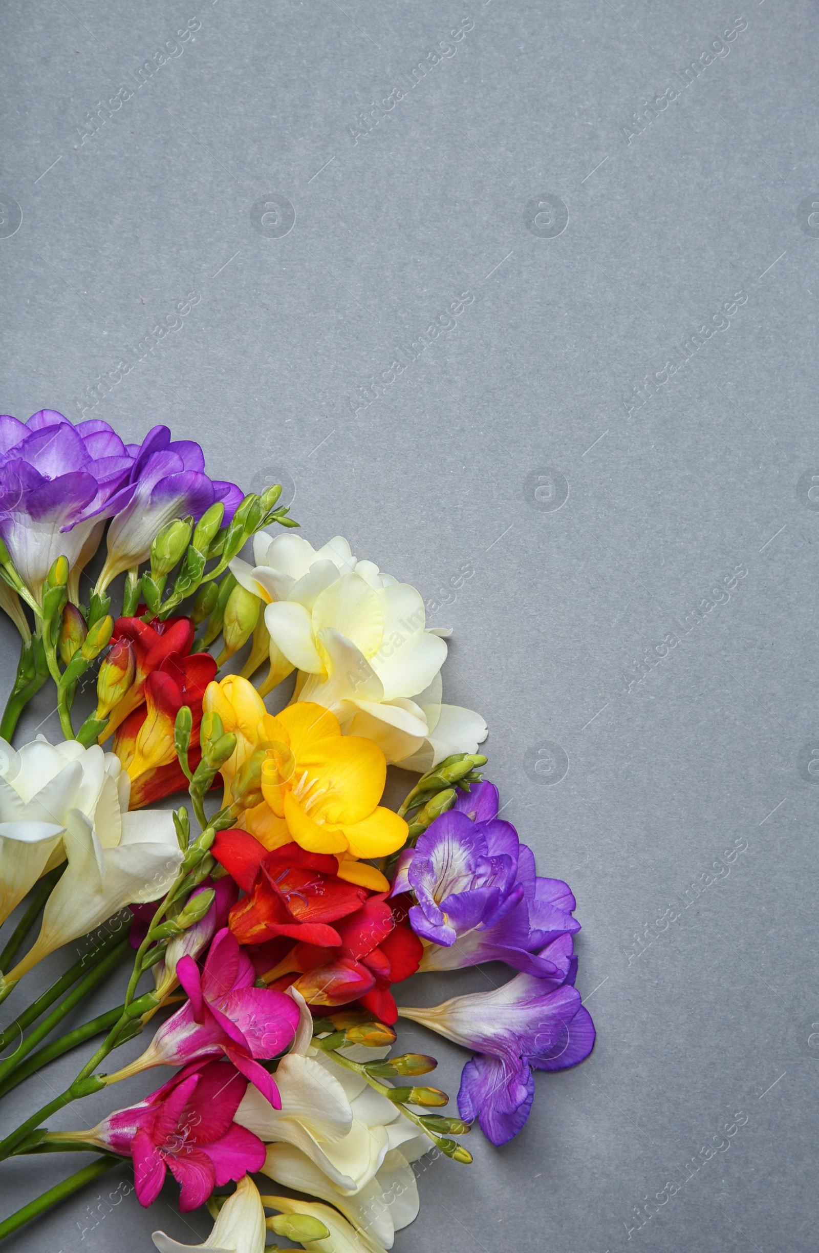 Photo of Beautiful freesia flowers on grey background