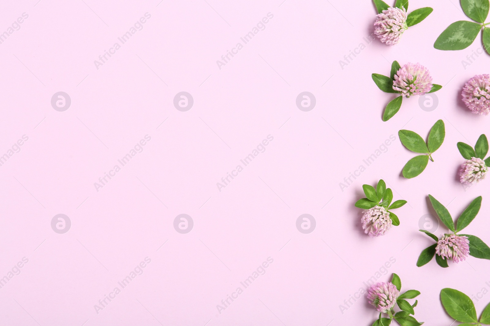 Photo of Beautiful clover flowers on pink background, flat lay. Space for text