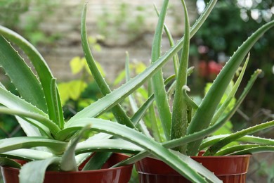 Beautiful green aloe vera plants in pots outdoors, closeup