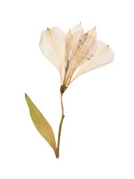 Photo of Wild dried meadow flower on white background