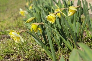 Photo of Beautiful daffodils growing in garden on sunny day