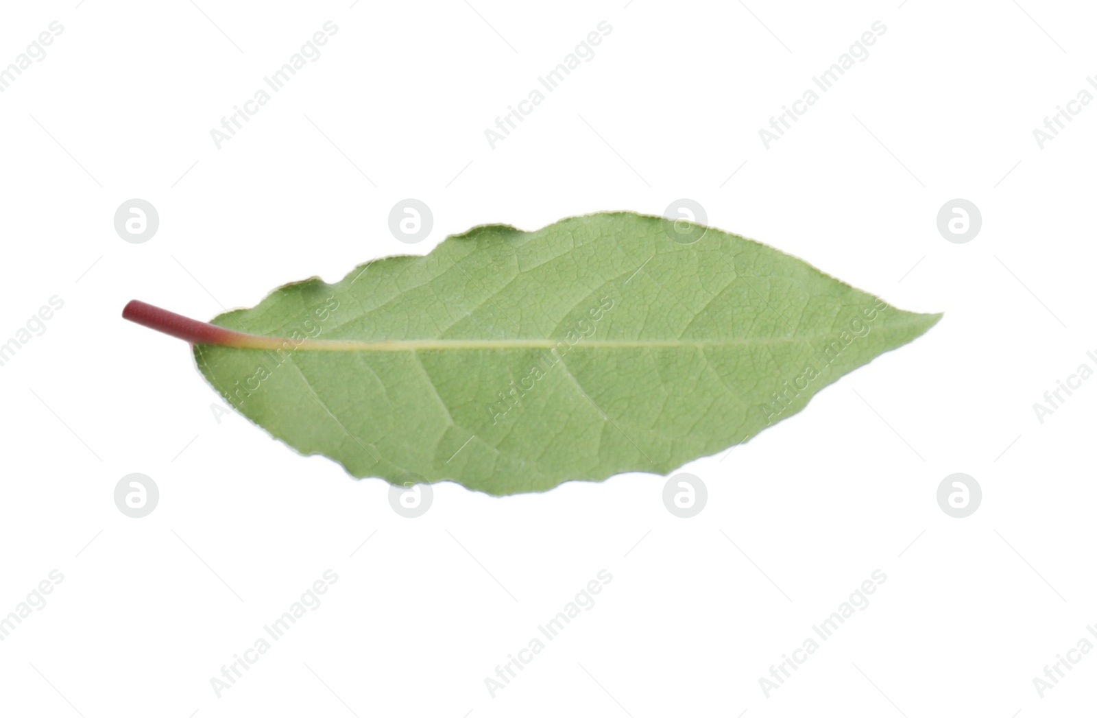 Photo of One fresh bay leaf isolated on white