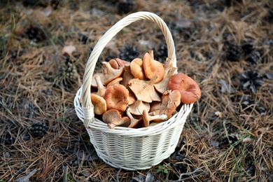 Photo of Wicker basket with fresh wild mushrooms in forest