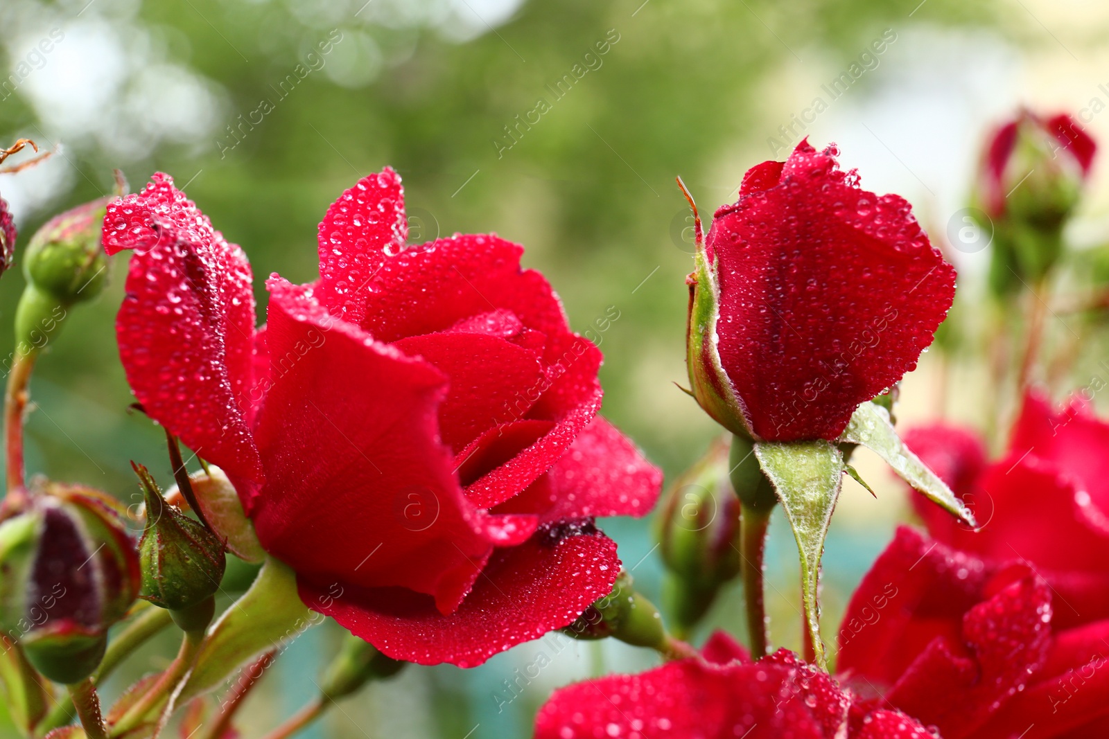 Photo of Beautiful blooming roses in green garden, closeup view