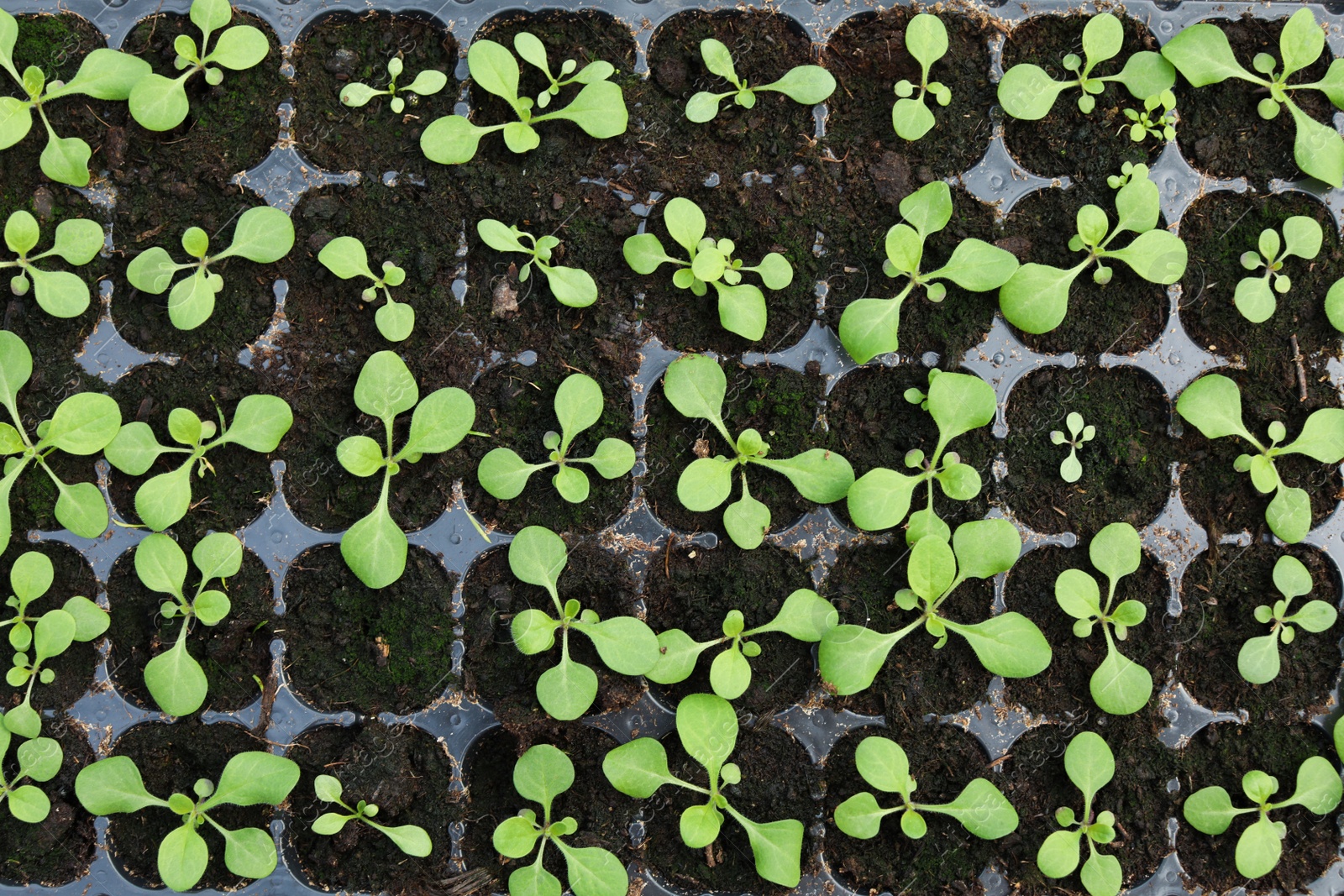 Photo of Many seedlings growing in cultivation tray, top view