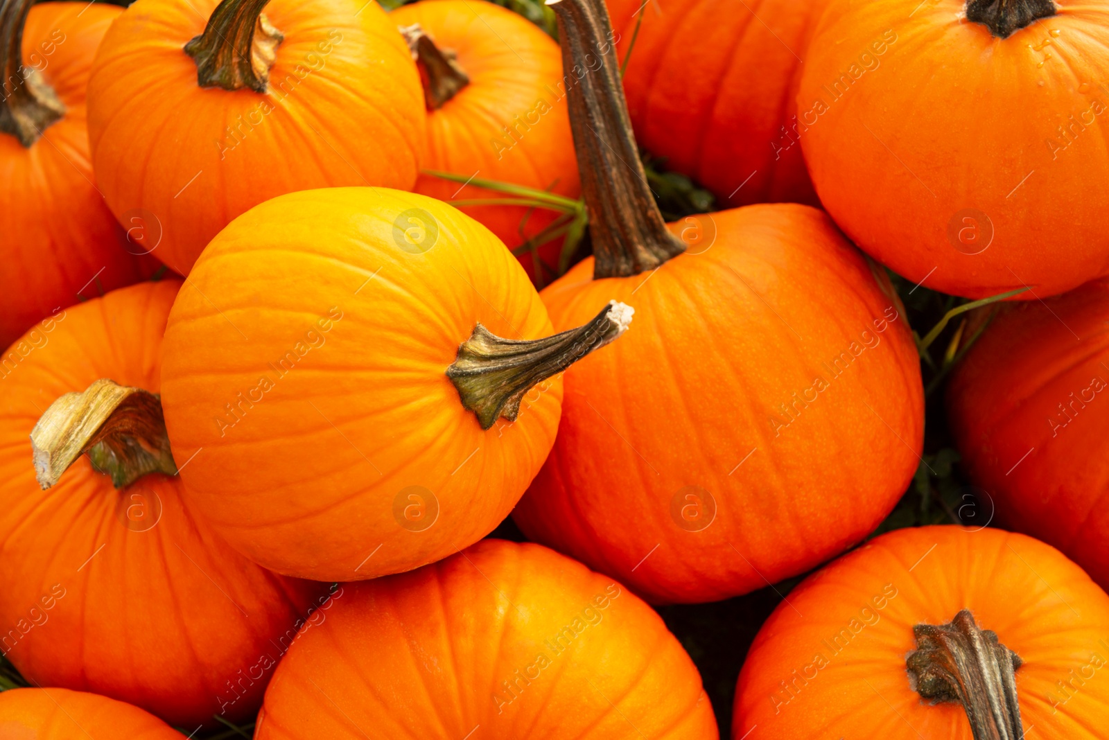 Photo of Many ripe orange pumpkins on grass, top view