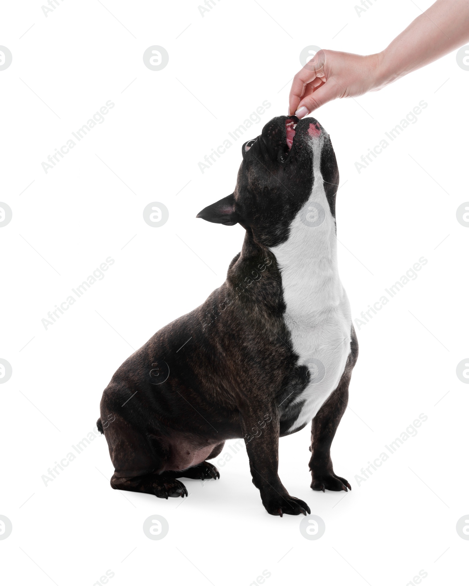 Photo of Adorable French Bulldog on white background. Lovely pet