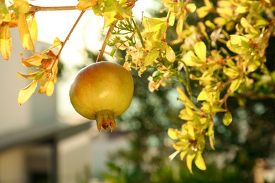 Photo of Pomegranate tree with ripening fruit outdoors on sunny day, closeup