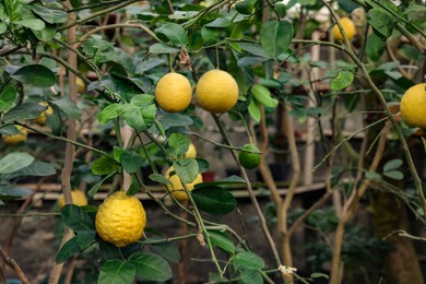 Photo of Lemon tree with ripe fruits in greenhouse