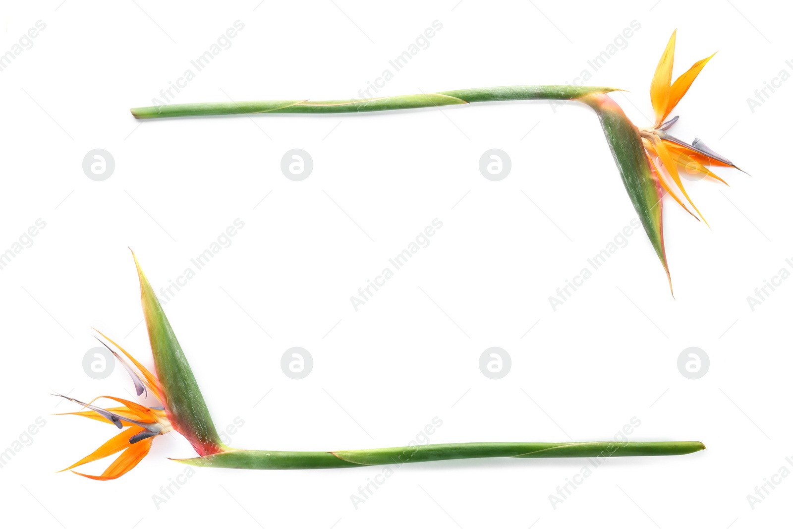 Photo of Beautiful bird of paradise flowers on white background. Tropical plant