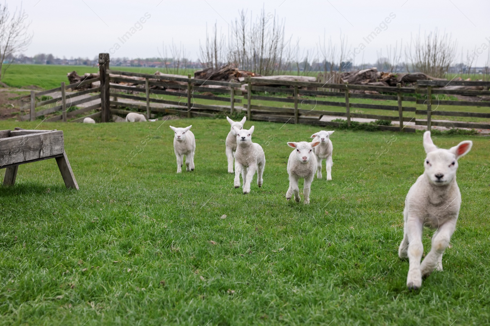 Photo of Cute lambs on green field. Farm animal