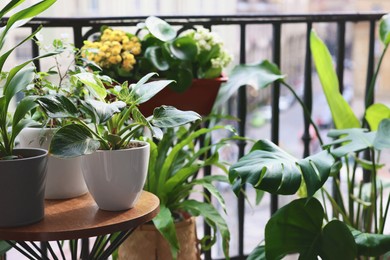 Photo of Many different beautiful plants in pots on balcony. Space for text