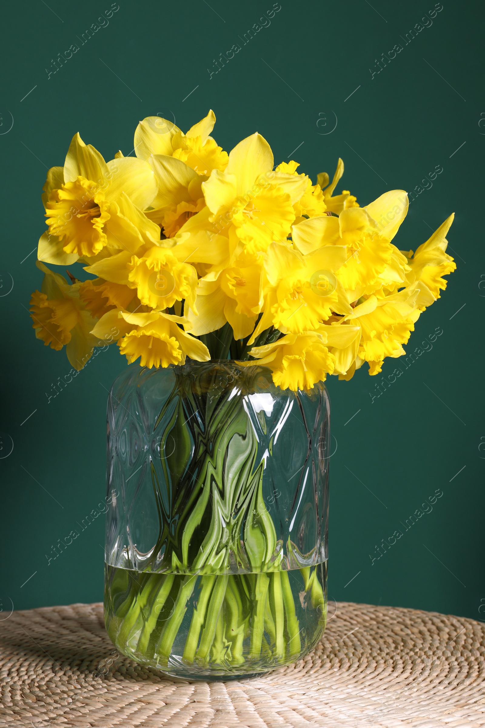 Photo of Beautiful daffodils in vase on wicker table against green background