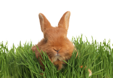 Photo of Adorable fluffy bunny in green grass. Easter symbol