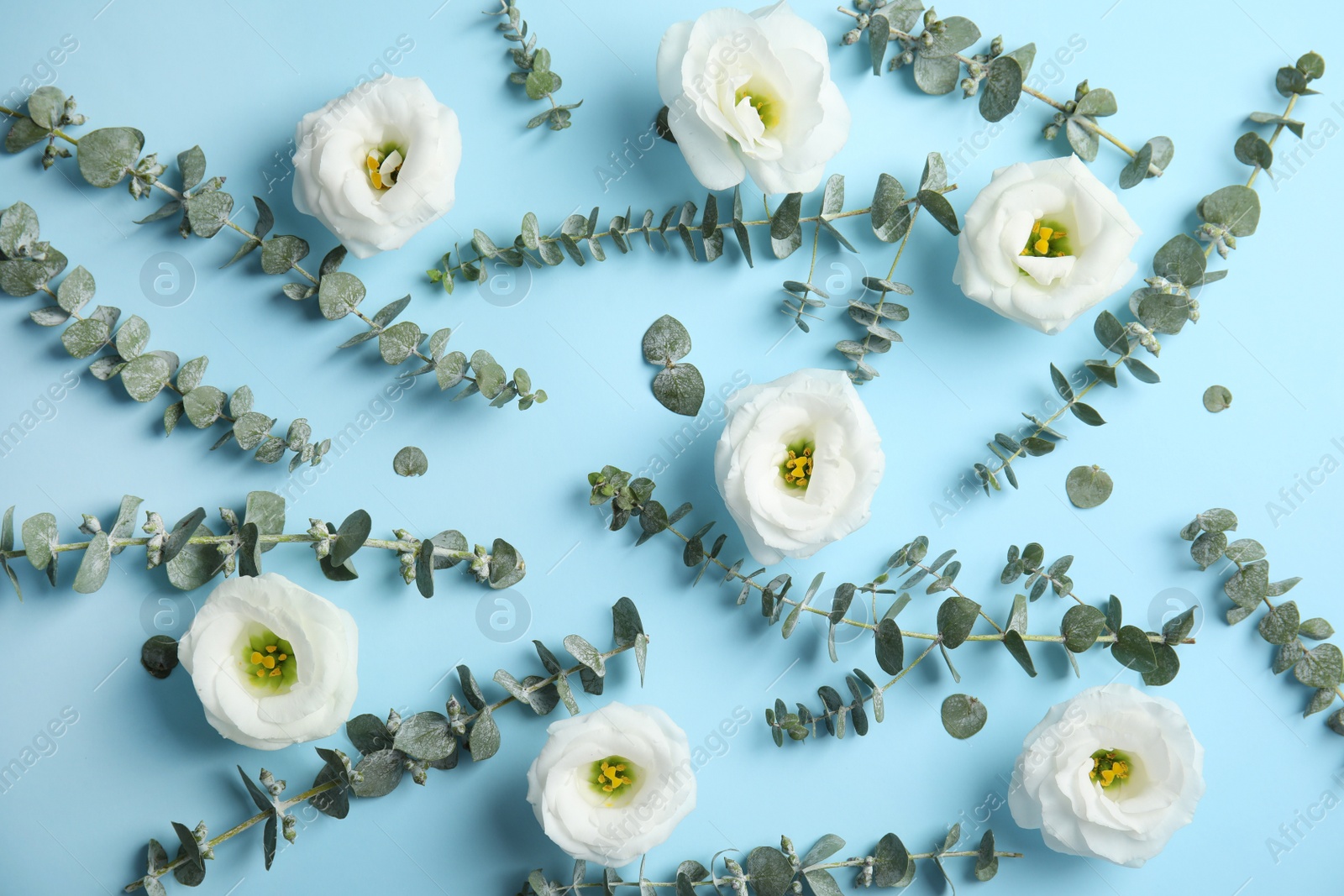 Photo of Eucalyptus branches with fresh green leaves and flowers on color background, flat lay