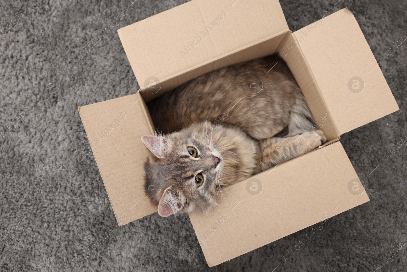 Photo of Cute fluffy cat in cardboard box on carpet, top view