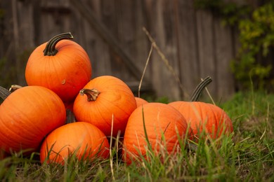 Many ripe orange pumpkins on green grass in garden. Space for text