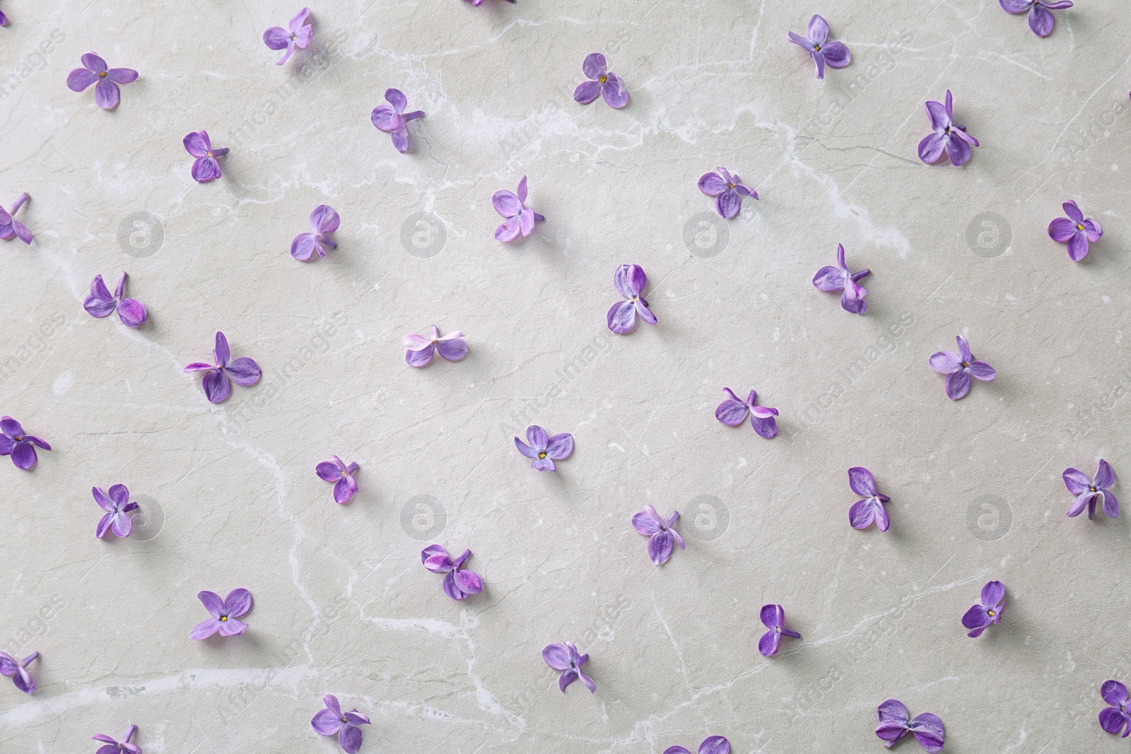 Photo of Flat lay composition with beautiful blossoming lilac on light background. Spring flowers