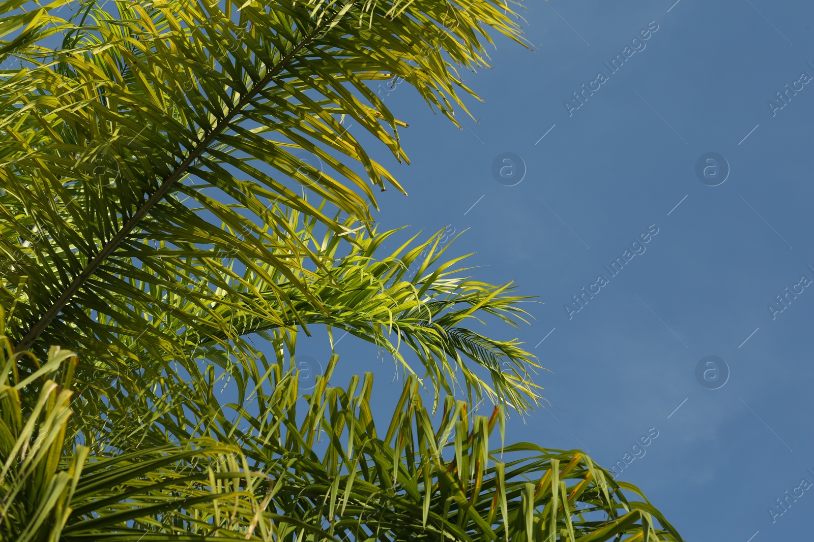 Photo of Beautiful green palm tree against blue sky, space for text