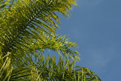 Beautiful green palm tree against blue sky, space for text