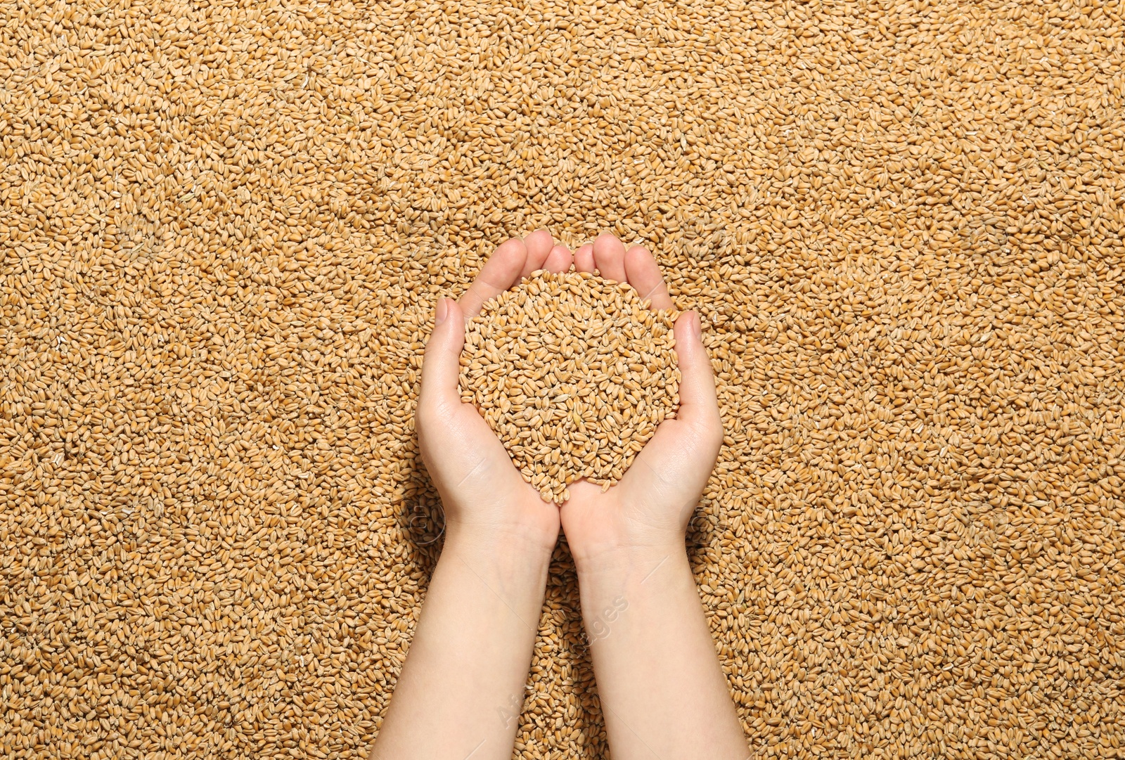 Photo of Woman holding wheat over grains, top view