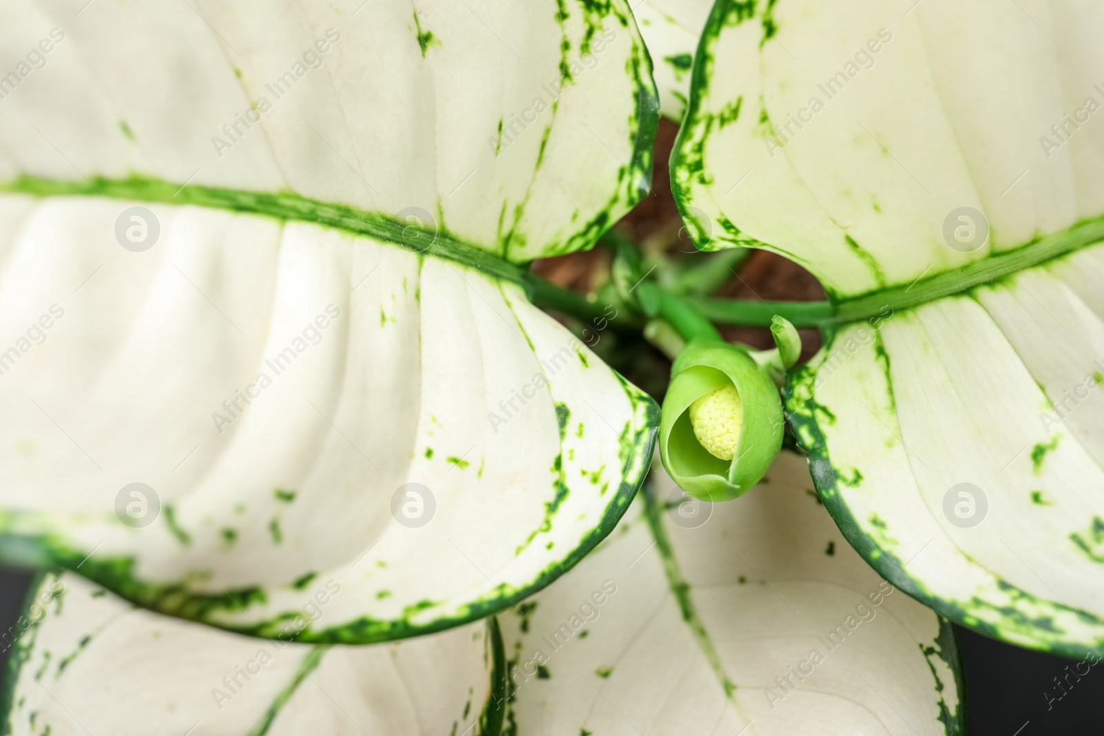 Photo of Aglaonema with beautiful leaves as background, closeup. Tropical plant