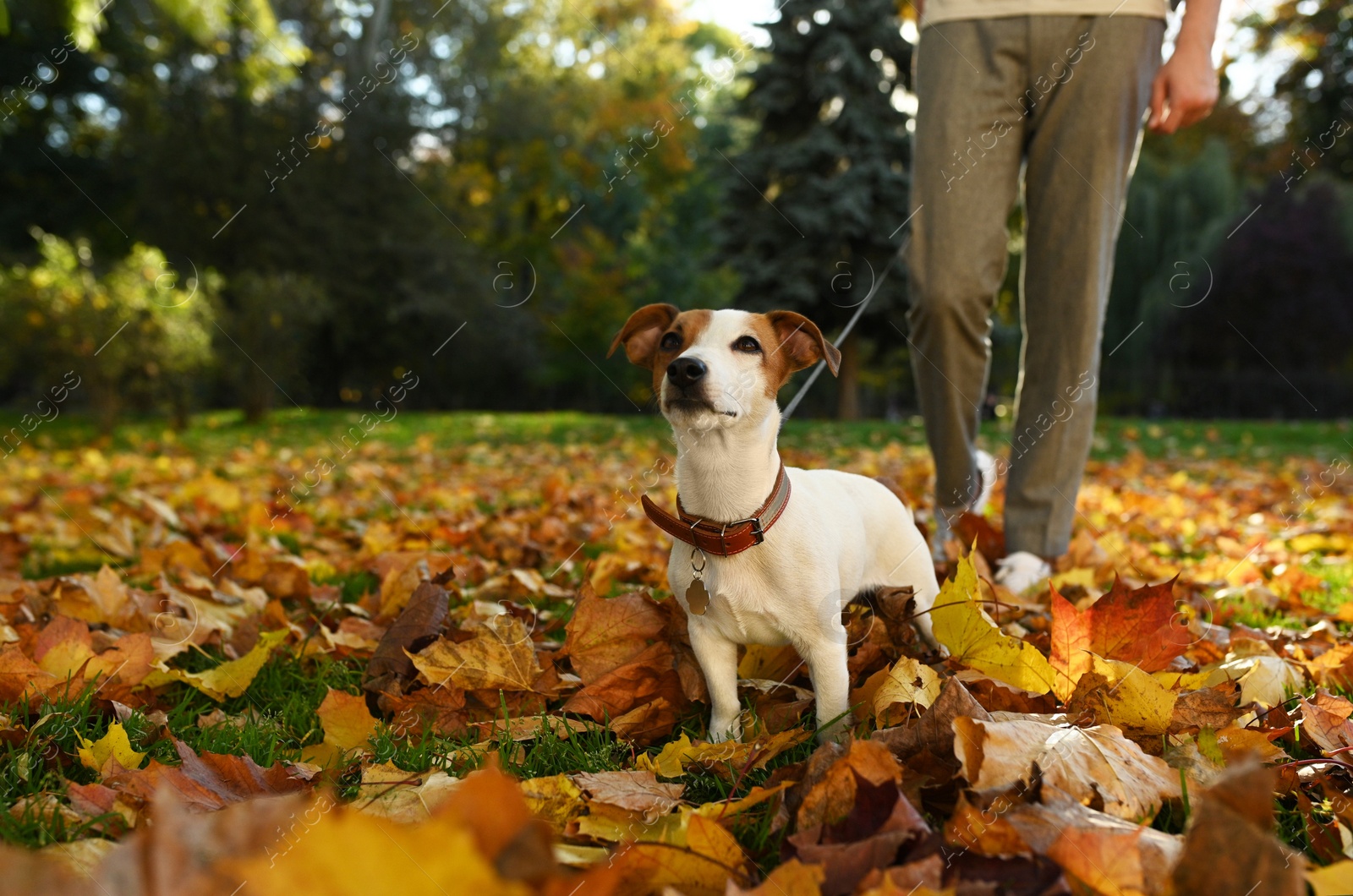 Photo of Man with adorable Jack Russell Terrier in autumn park, closeup. Dog walking