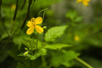 Photo of Celandine plant with yellow flower growing outdoors, closeup. Space for text