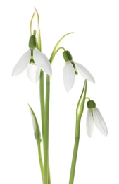Photo of Beautiful snowdrops on white background. Spring flowers