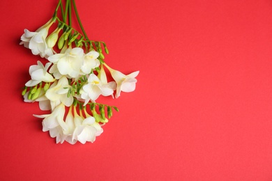 Photo of Beautiful freesia flowers on color background