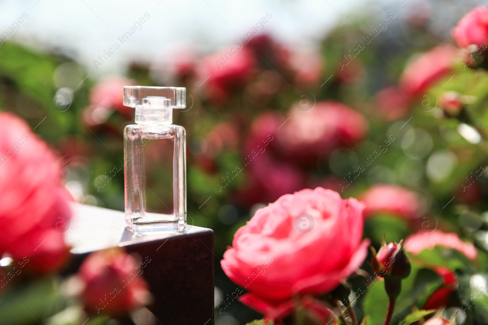 Photo of Bottle of rose perfume on table among beautiful flowers in blooming garden, space for text