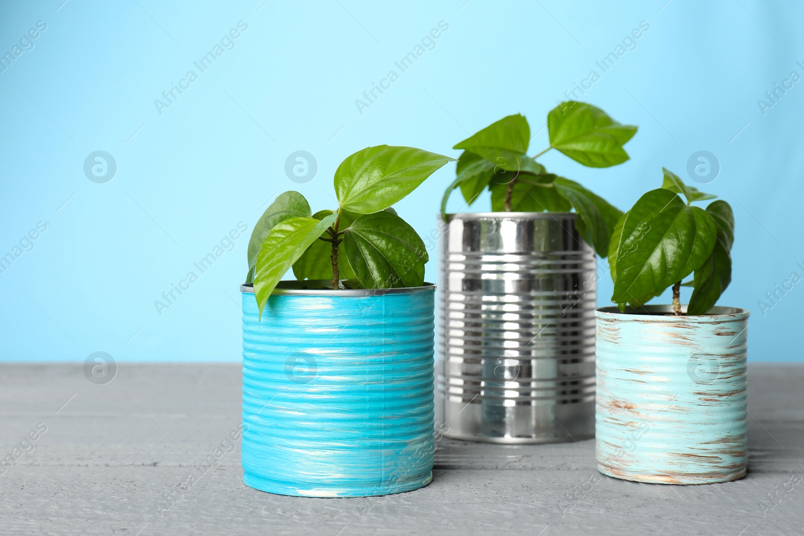 Photo of Beautiful hibiscus plants in tin cans on grey wooden table