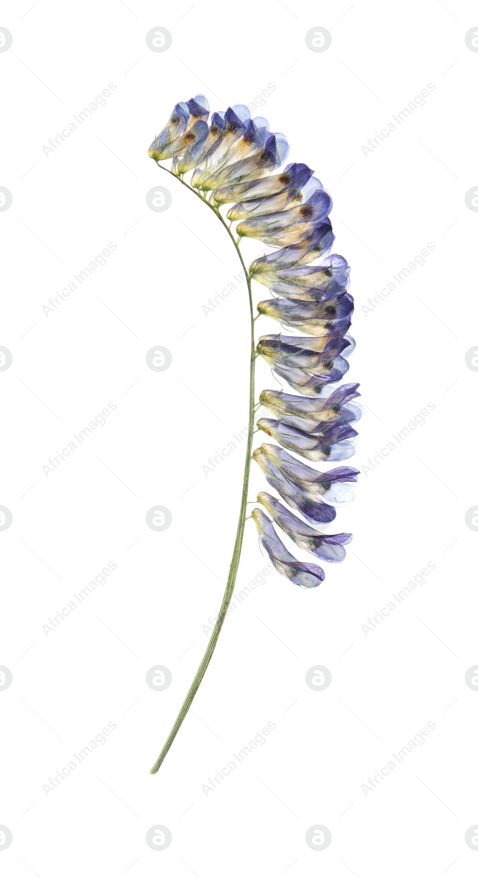 Photo of Wild dried meadow flower on white background
