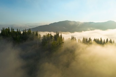 Image of Aerial view of beautiful mountains and conifer trees on foggy morning