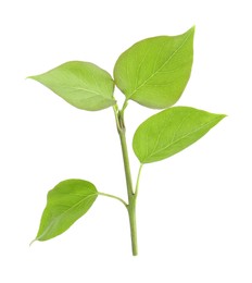 Photo of Fresh green lilac leaves on white background