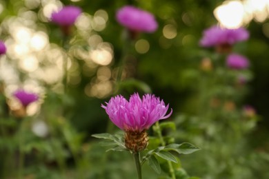 Photo of Beautiful blooming purple cornflower growing outdoors, closeup. Space for text