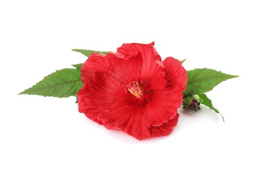 Photo of Beautiful red hibiscus flower on white background