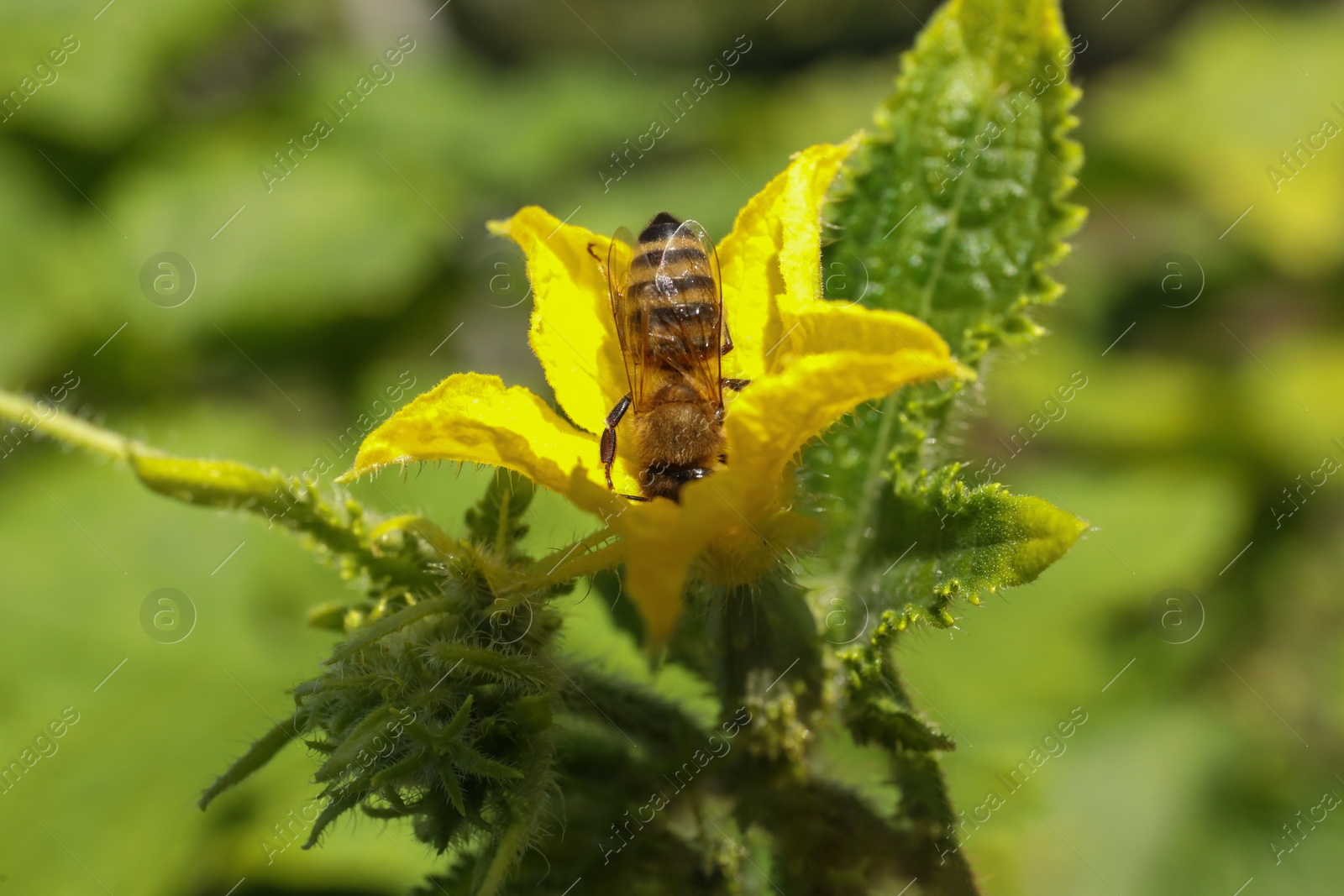 Photo of Honeybee collecting nectar from yellow flower outdoors, closeup