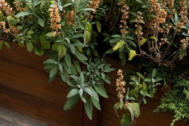 Photo of Beautiful sage with green leaves growing in wooden planter outdoors