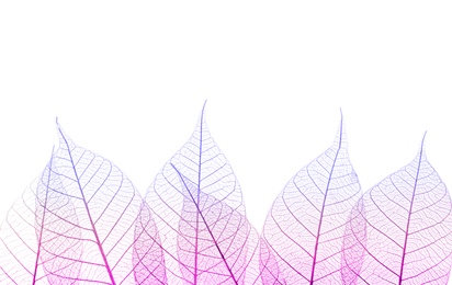 Beautiful decorative skeleton leaves and space for text on white background