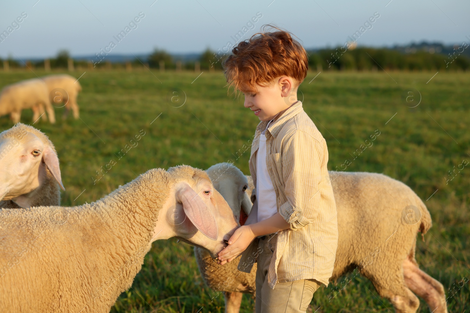 Photo of Boy feeding sheep on green pasture. Farm animals