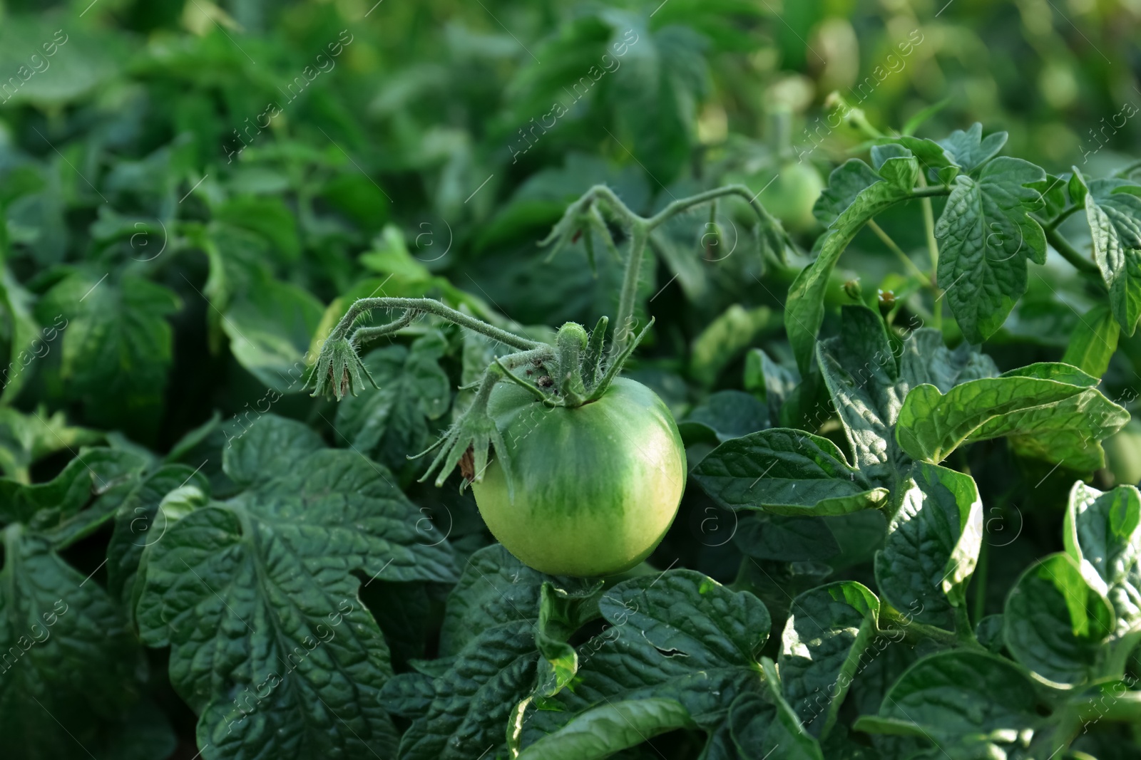 Photo of Beautiful green tomato plant growing in garden, closeup