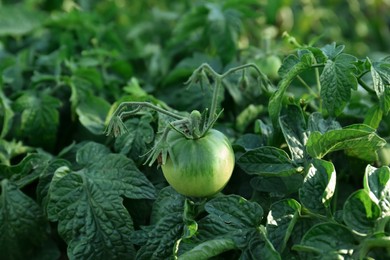 Beautiful green tomato plant growing in garden, closeup