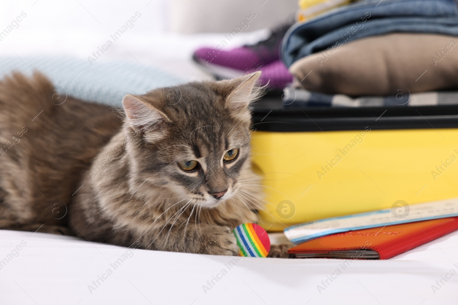 Photo of Travel with pet. Cat, ball, passport, tickets, clothes and suitcase on bed indoors